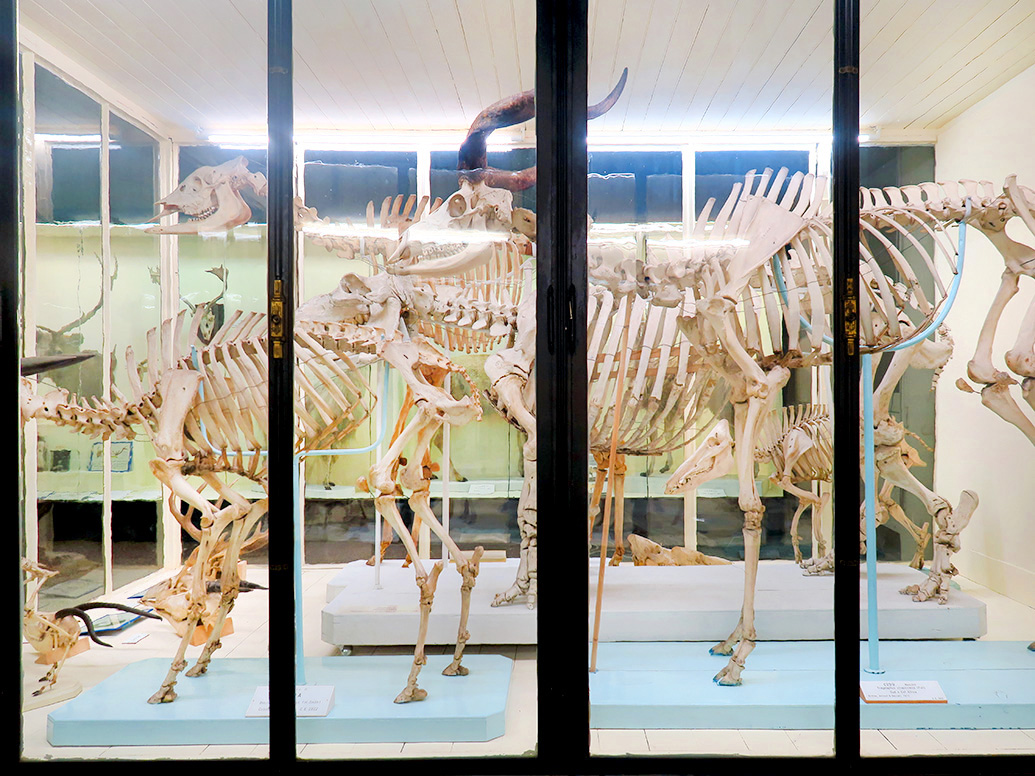 Museo Giacomo Doria 7-2019 7738