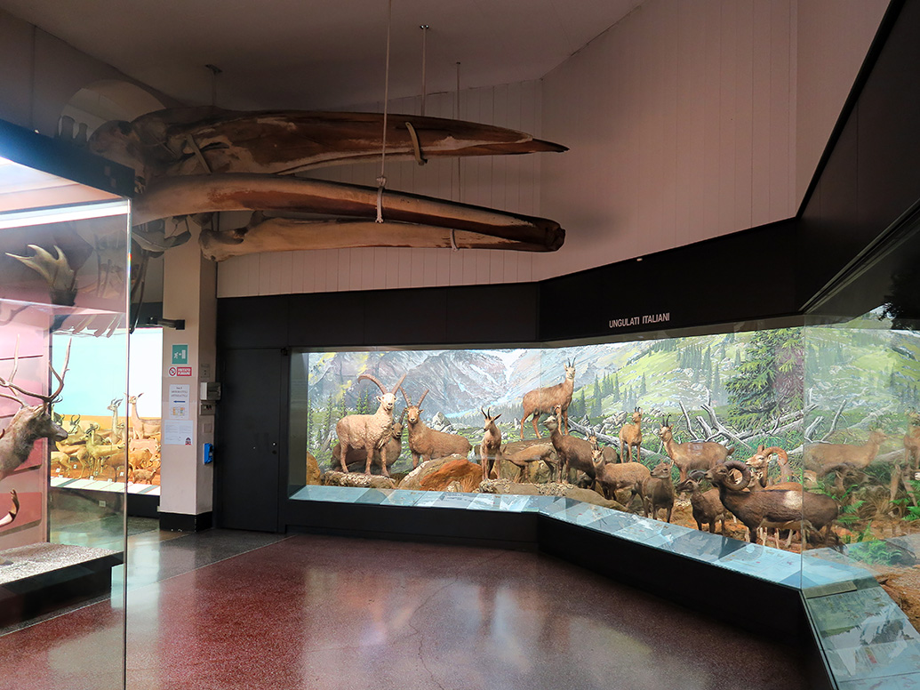 Museo Giacomo Doria 7-2019 7767