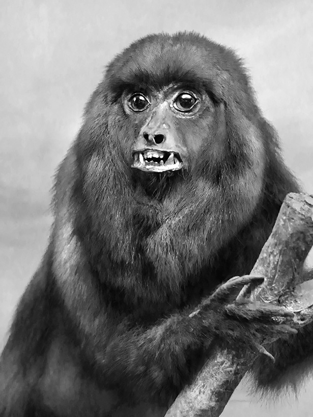 Museo Giacomo Doria 7-2019 7831