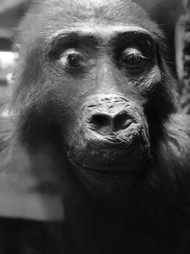 Museo Giacomo Doria 7-2019 7833