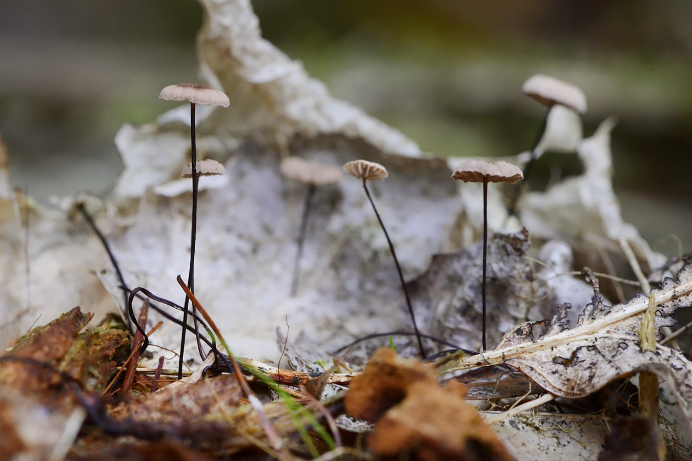 Paardenhaartaailing (Gymnopus androsaceus) 10-2025 2279