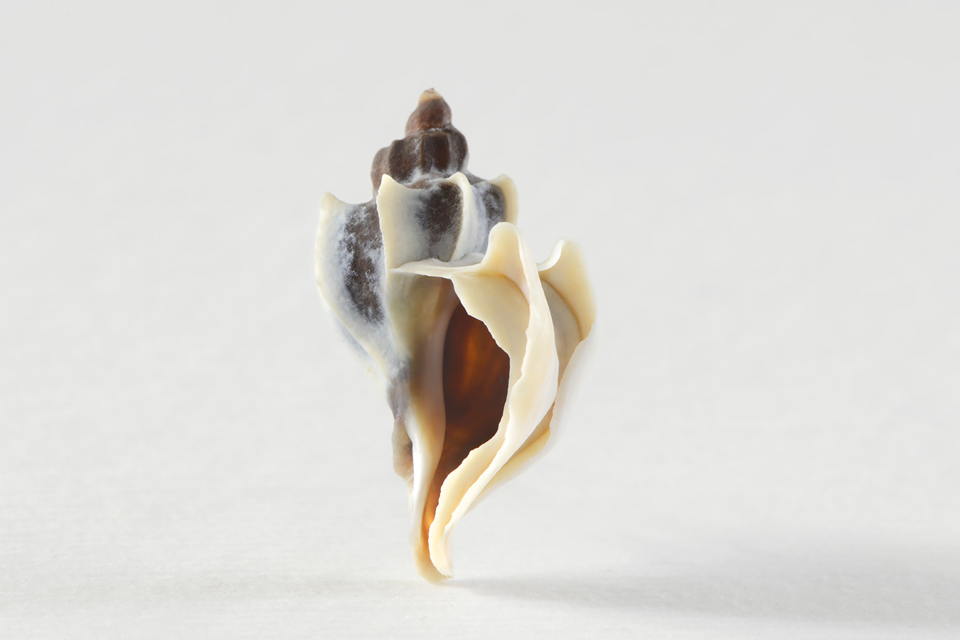 Trophon geversianus geversianus lamellosa 5-2024 0583