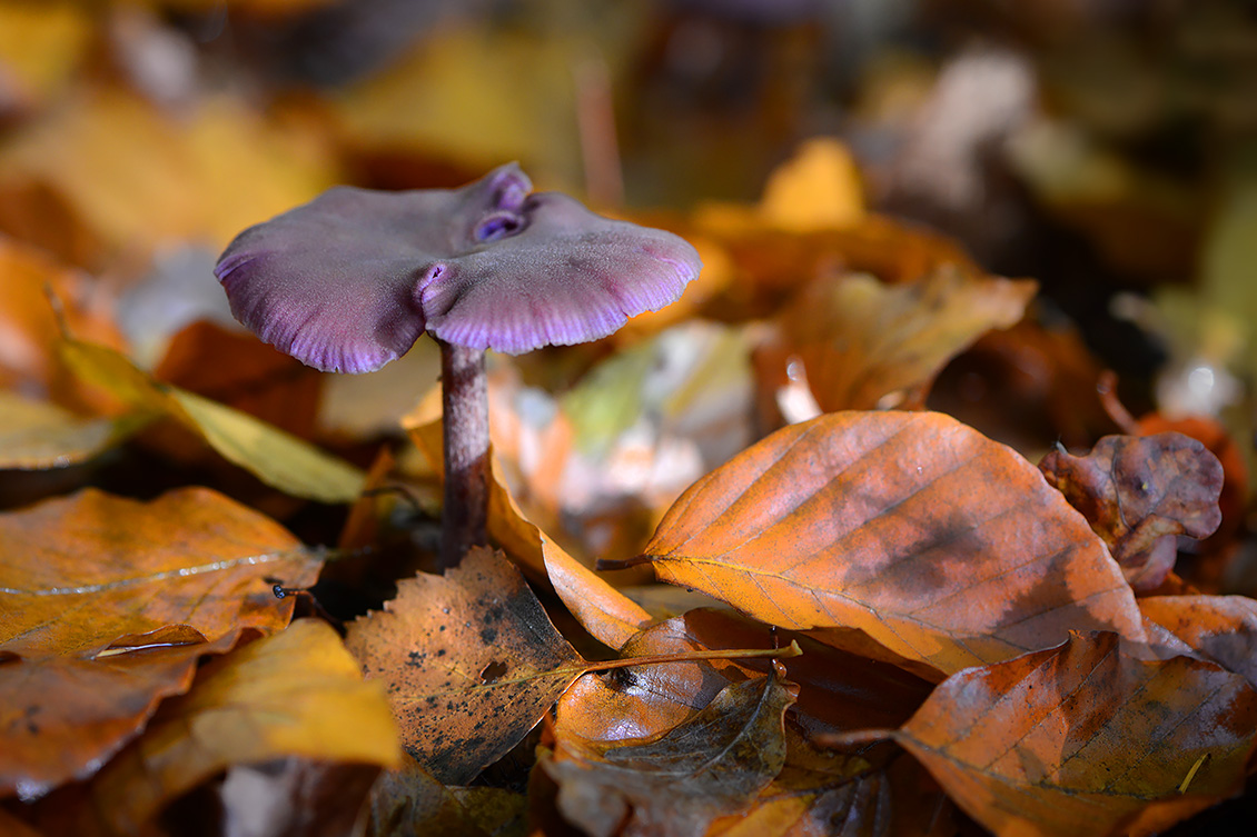 amethistzwam (Laccaria amethystea) 9-2019 0307