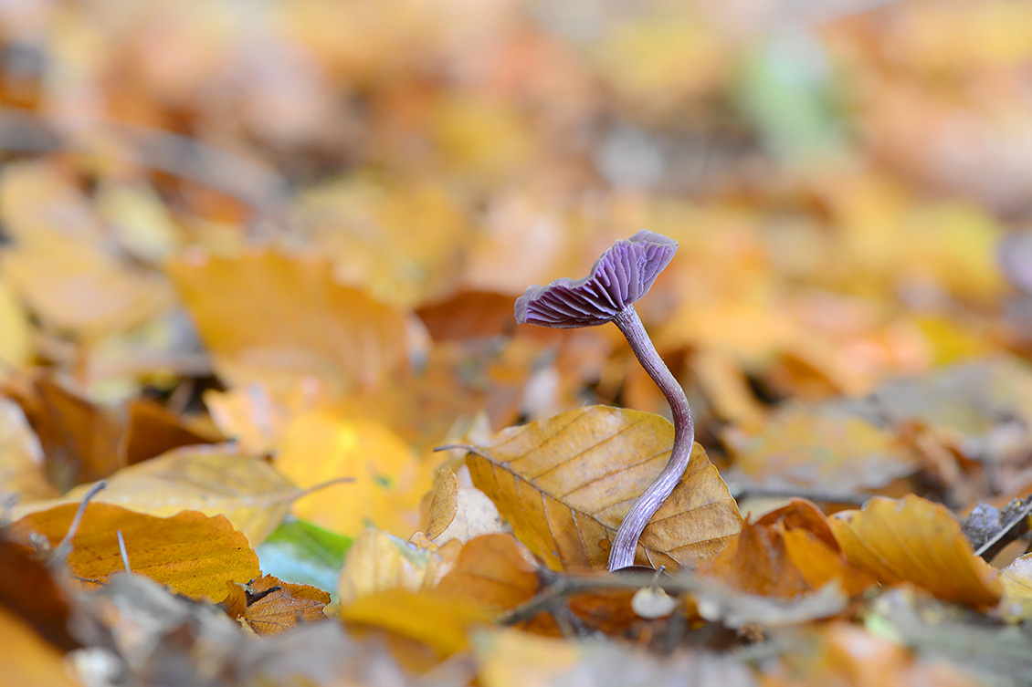 amethistzwam (Laccaria amethystea) 9-2019 0313