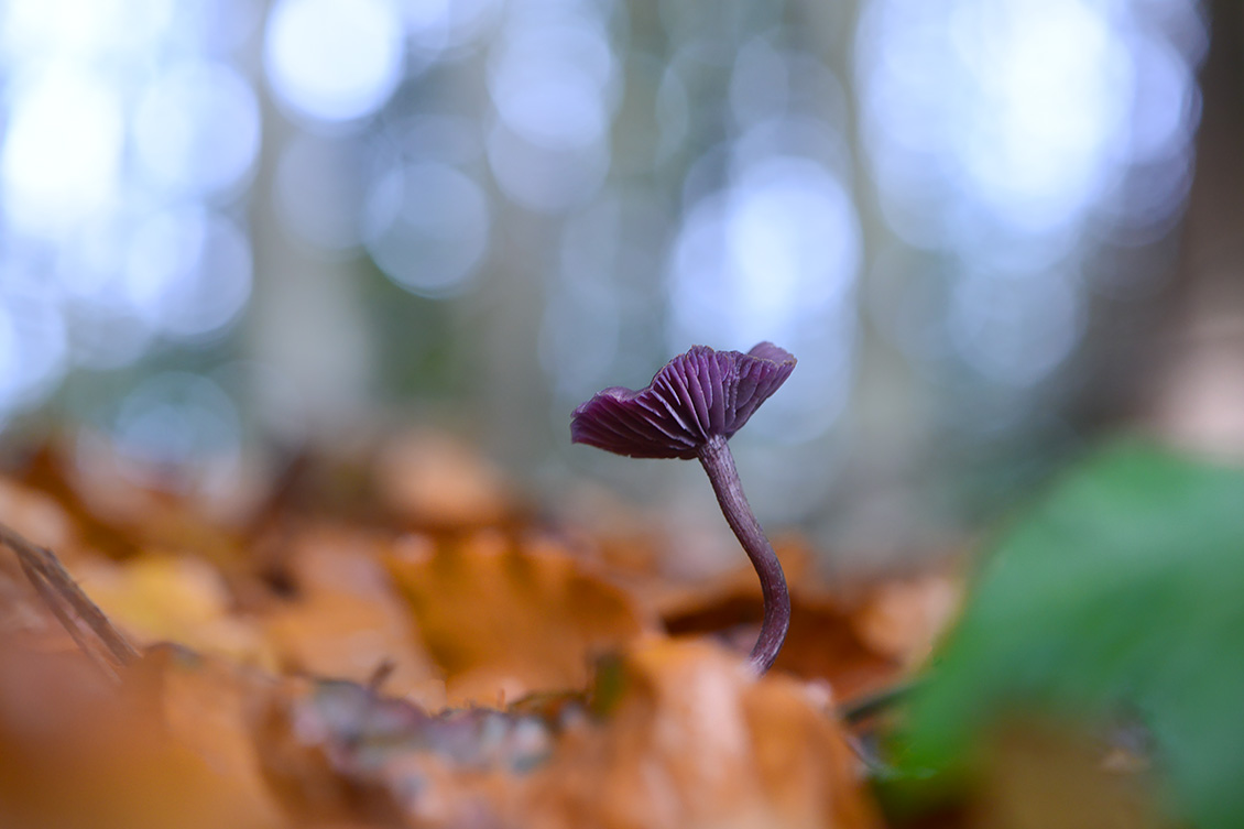 amethistzwam (Laccaria amethystea) 9-2019 0317
