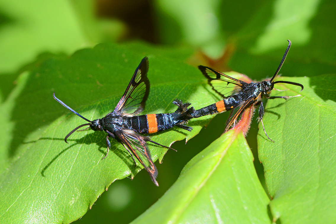 appelglasvlinder (Synanthedon myopaeformis) 6-2021 7547-