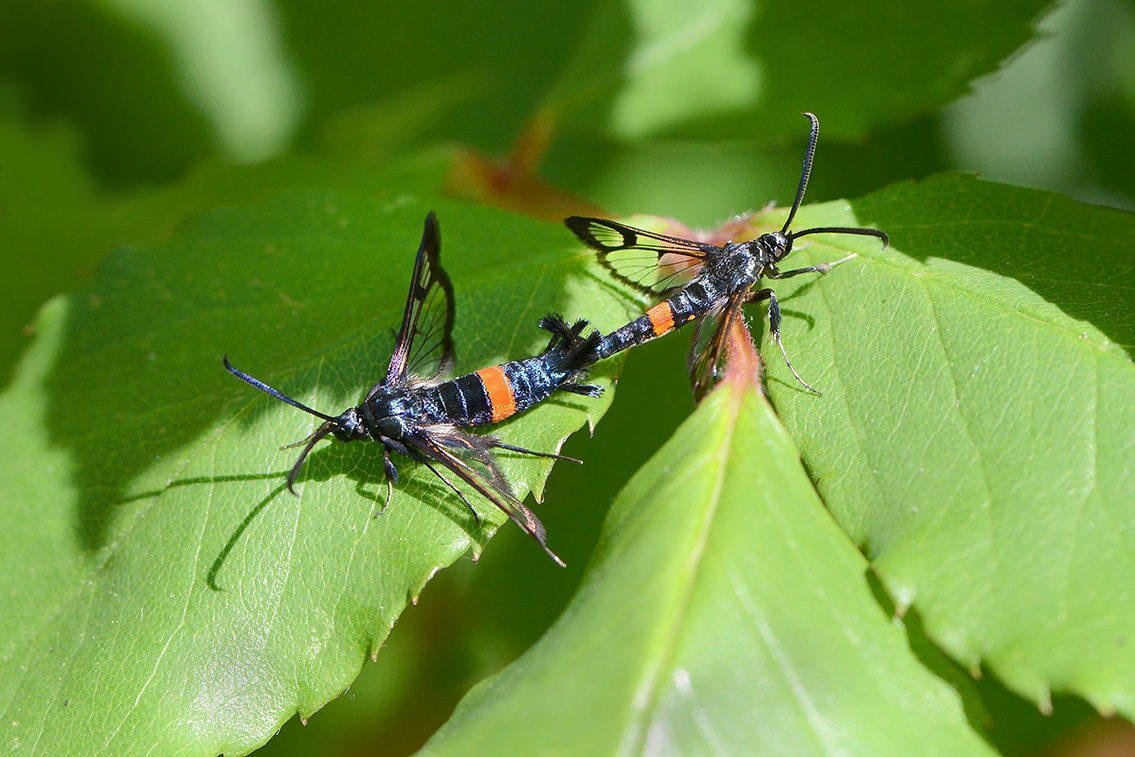 appelglasvlinder (Synanthedon myopaeformis)6-2021 7536