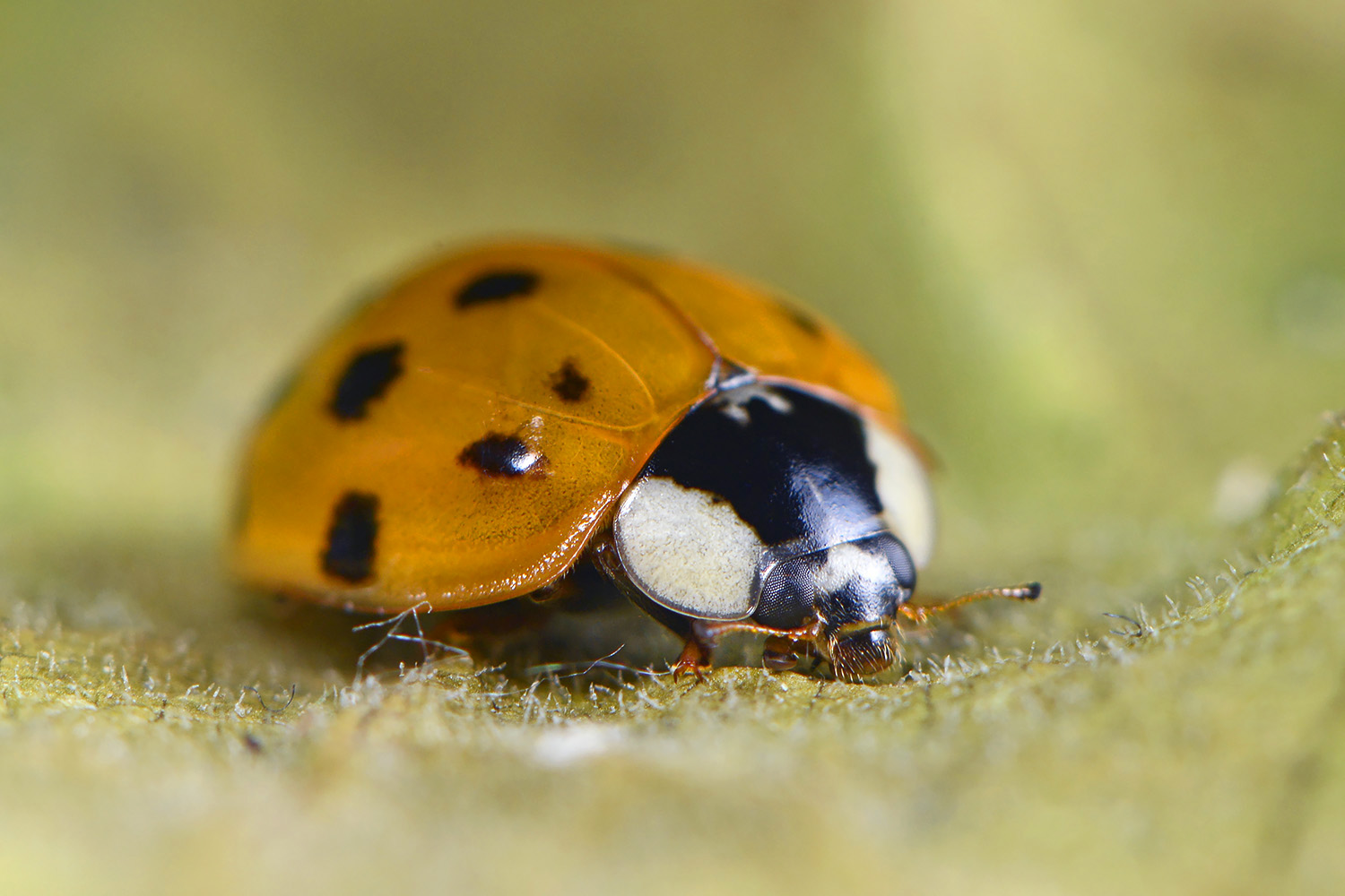 aziatisch lieveheersbeestje (harmonia axyridis) 6-2022 3588