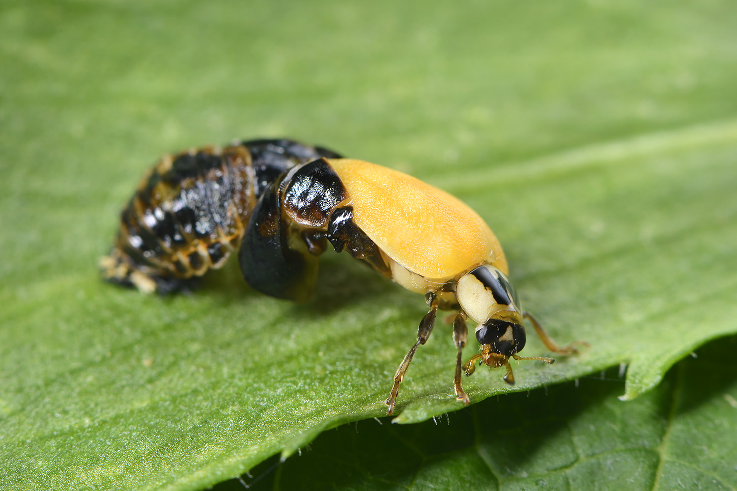 aziatisch lieveheersbeestje (harmonia axyridis) 6-2022 3647