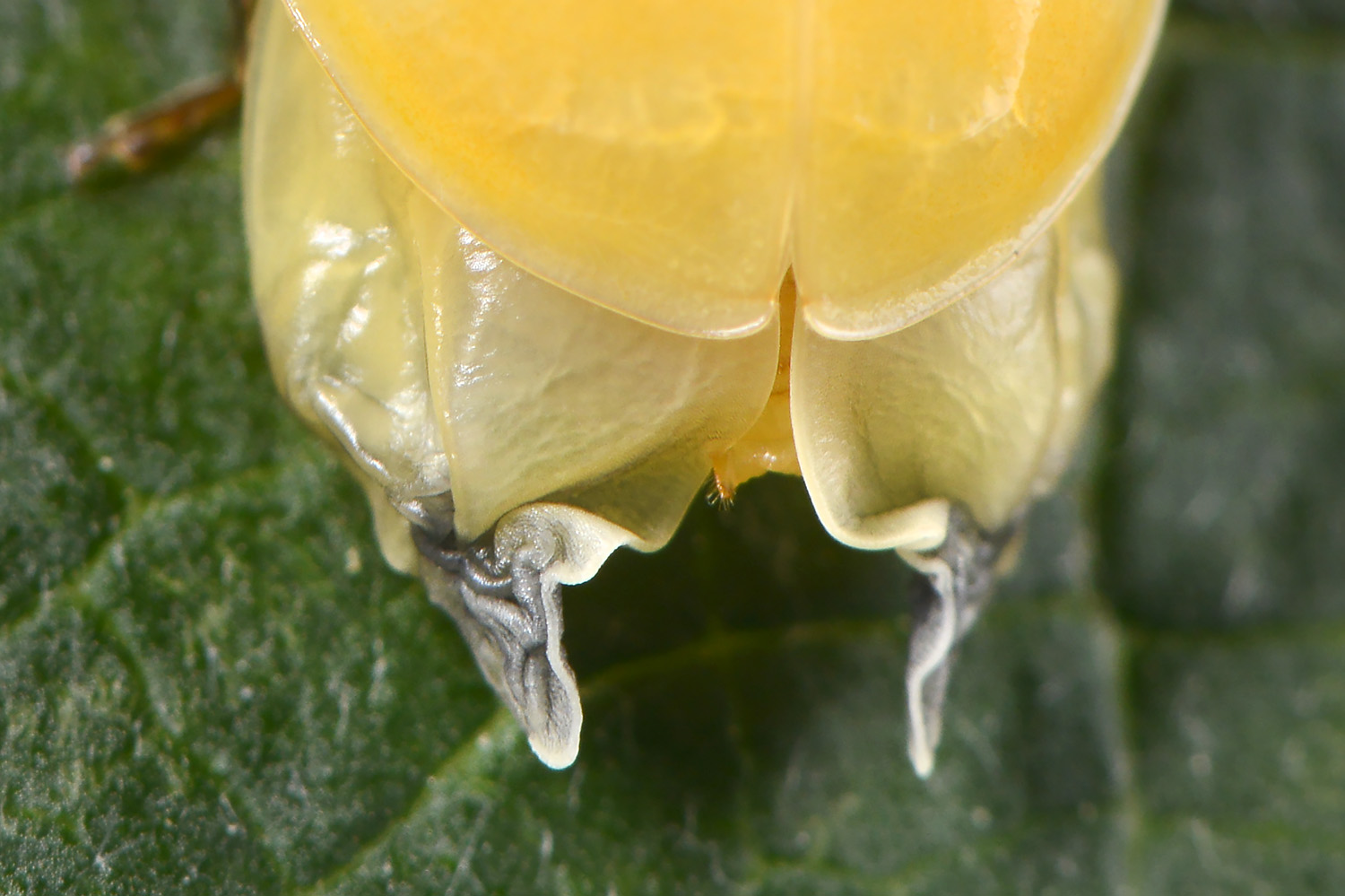 aziatisch lieveheersbeestje (harmonia axyridis) 6-2022 3670