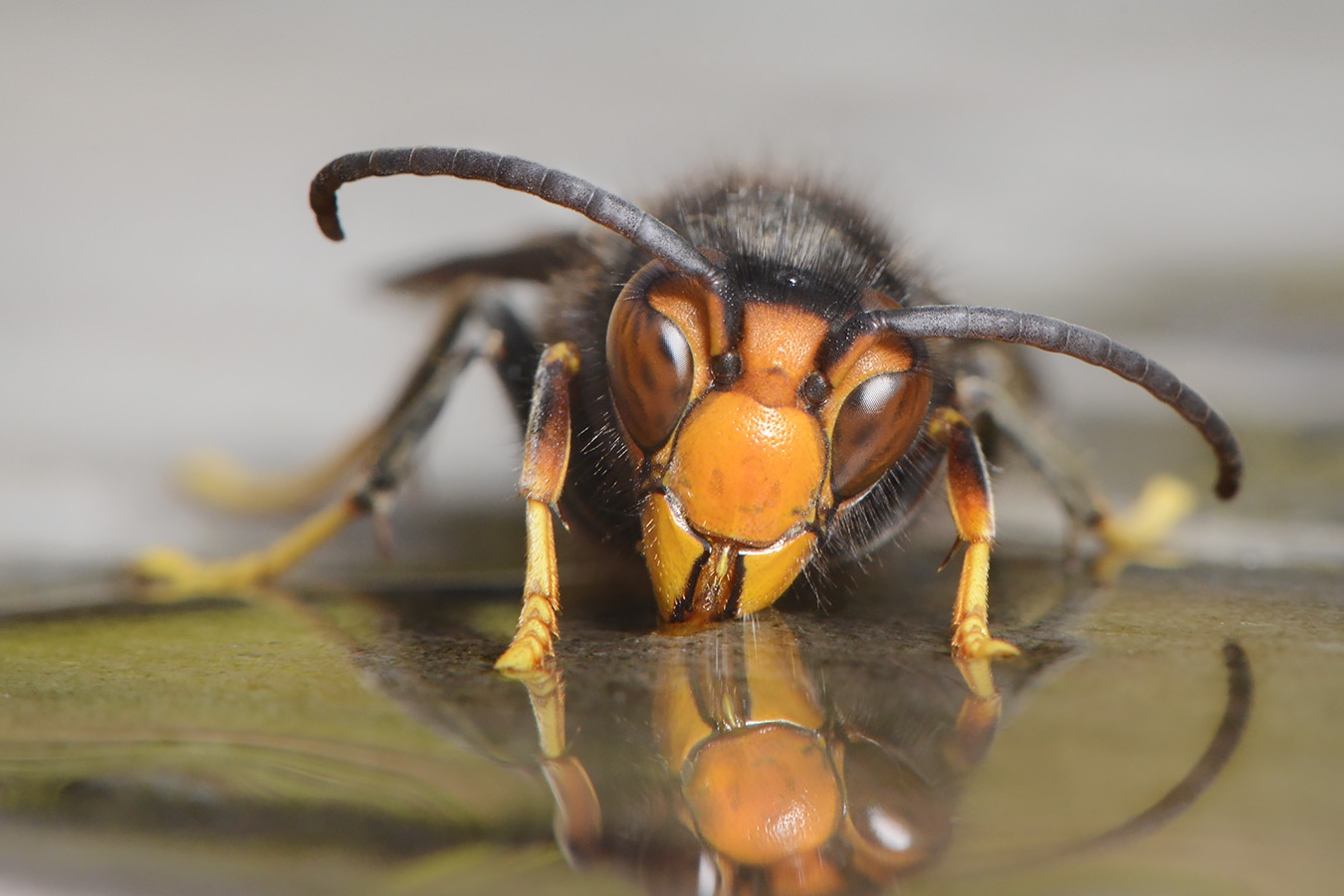 aziatische hoornaar (vespa velutina) 8-2025 2067