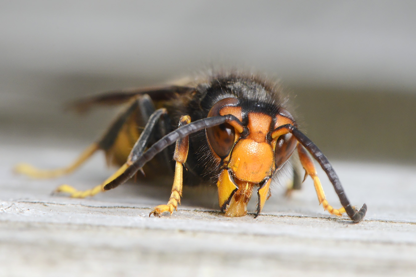 aziatische hoornaar (vespa velutina) 8-2025 2074