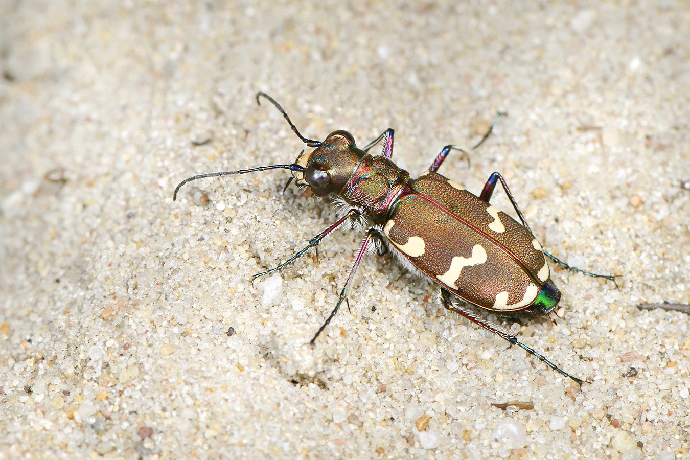 basterdzandloopkever (cicindela hybrida) 5-2023 7922