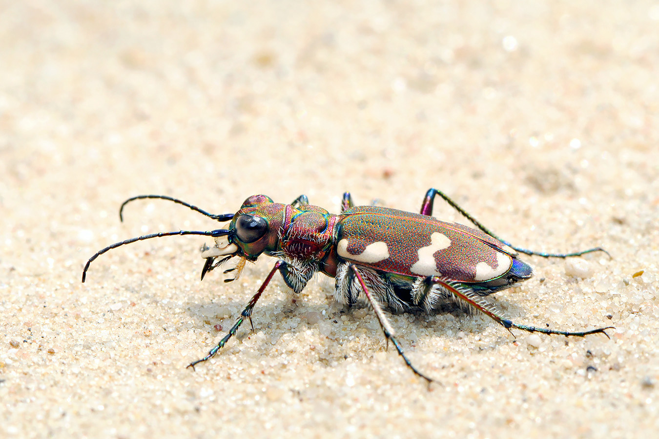basterdzandloopkever (cicindela hybrida) 8-2008 2444