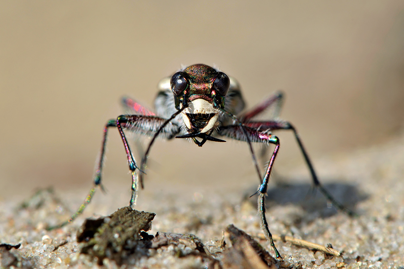basterdzandloopkever (cicindela hybrida) 8-2009 5937