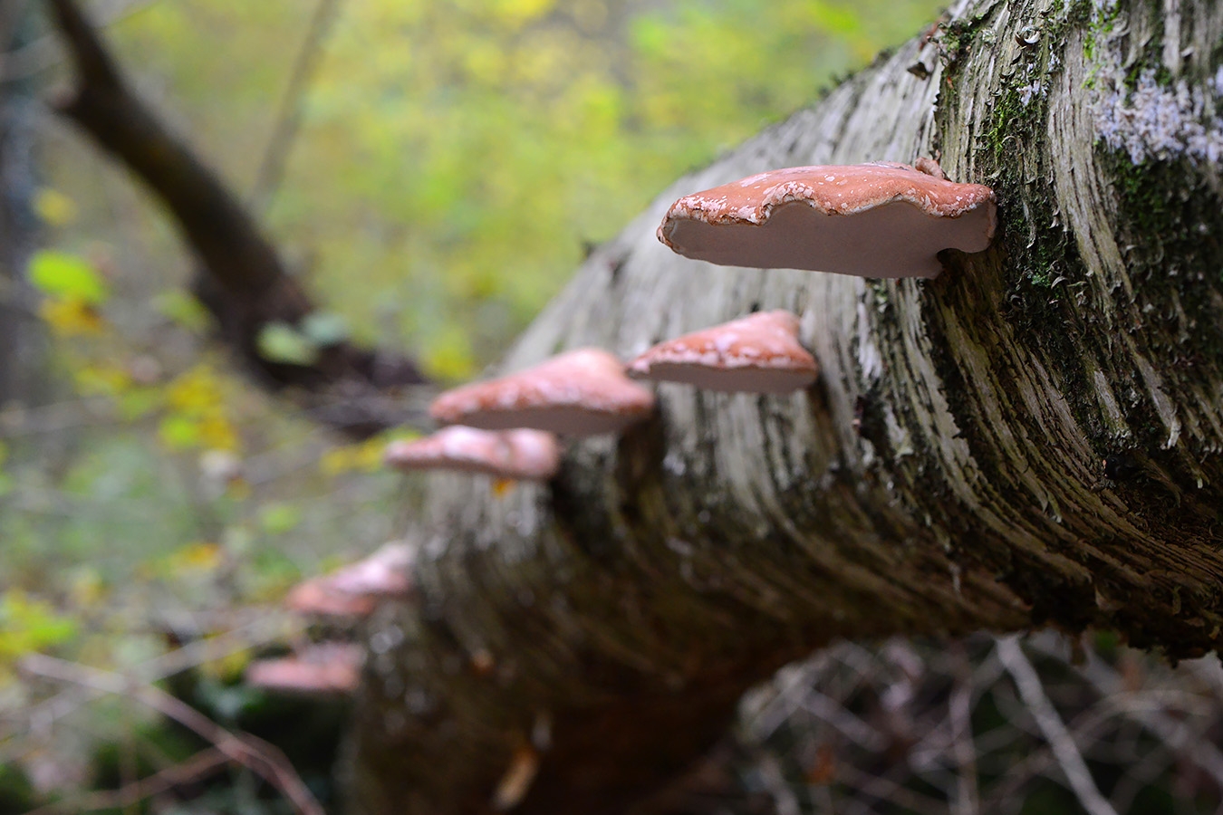 berkenzwam (fomitopsis betulina) 11-2019 0558