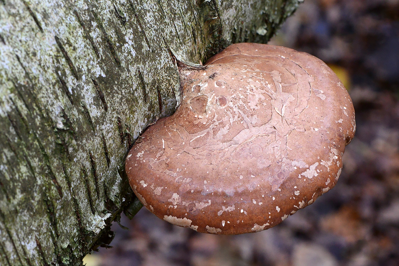 berkenzwam (fomitopsis betulina) 11-2019 0559