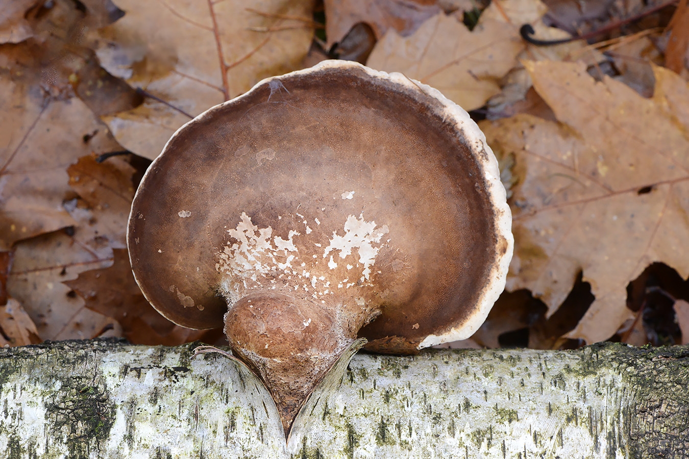 berkenzwam (fomitopsis betulina)11-2024 1760