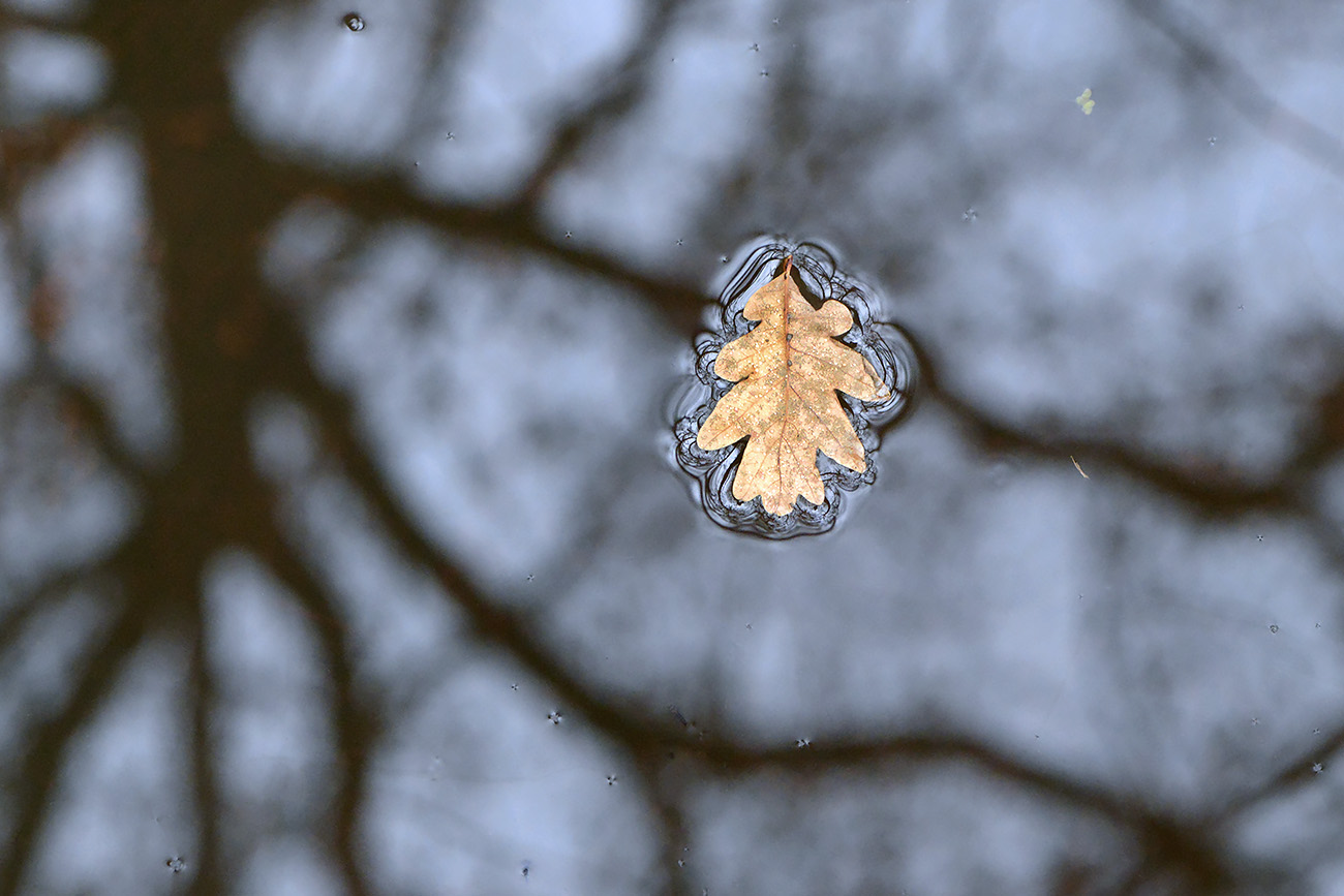 blad op water 12-2021 0820