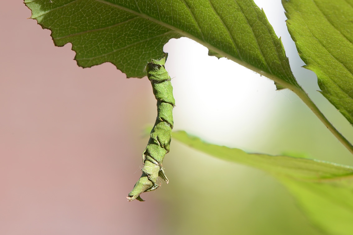 bladrolwesplarve (Blennocampa sp) 6-2021 7757