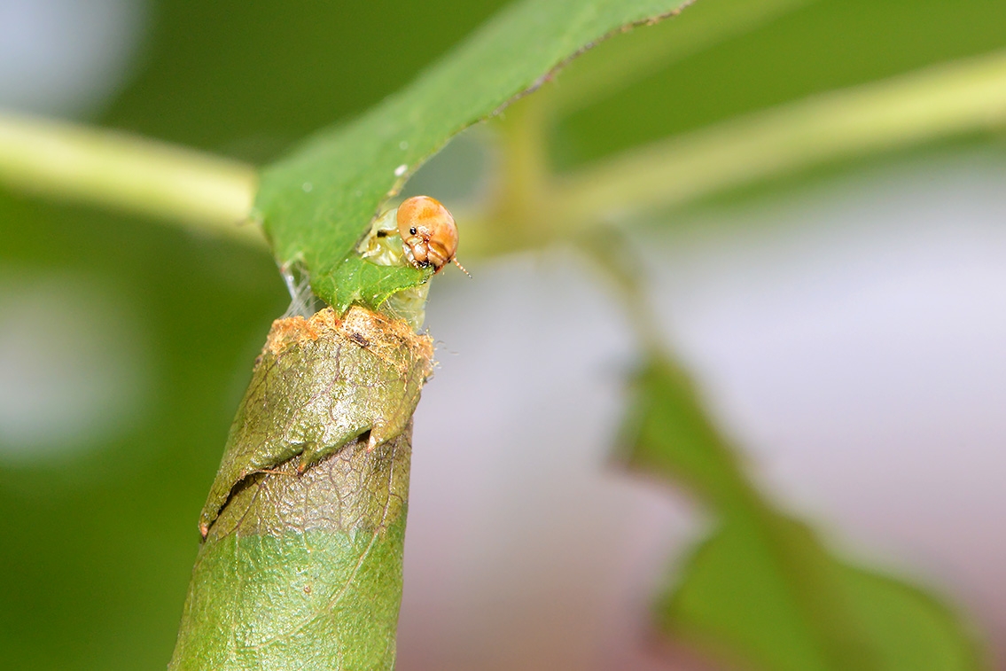 bladrolwesplarve (Blennocampa sp) 7-2021 7976