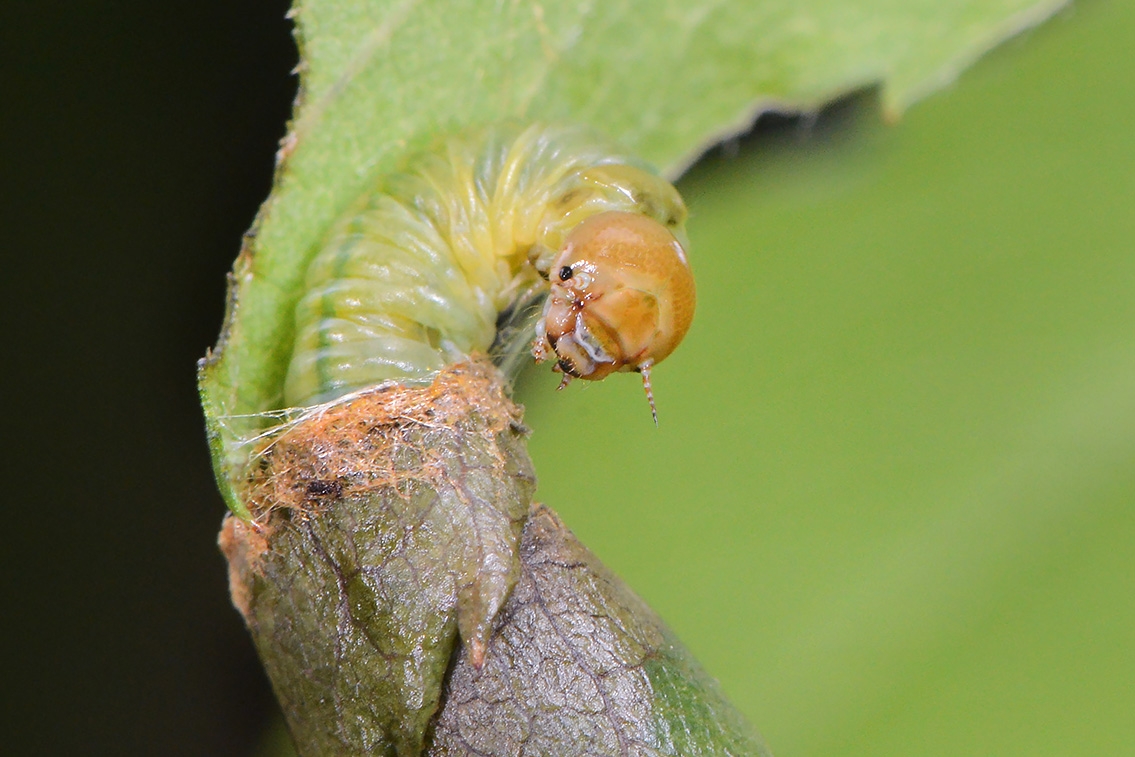 bladrolwesplarve (Blennocampa sp) 7-2021 8007