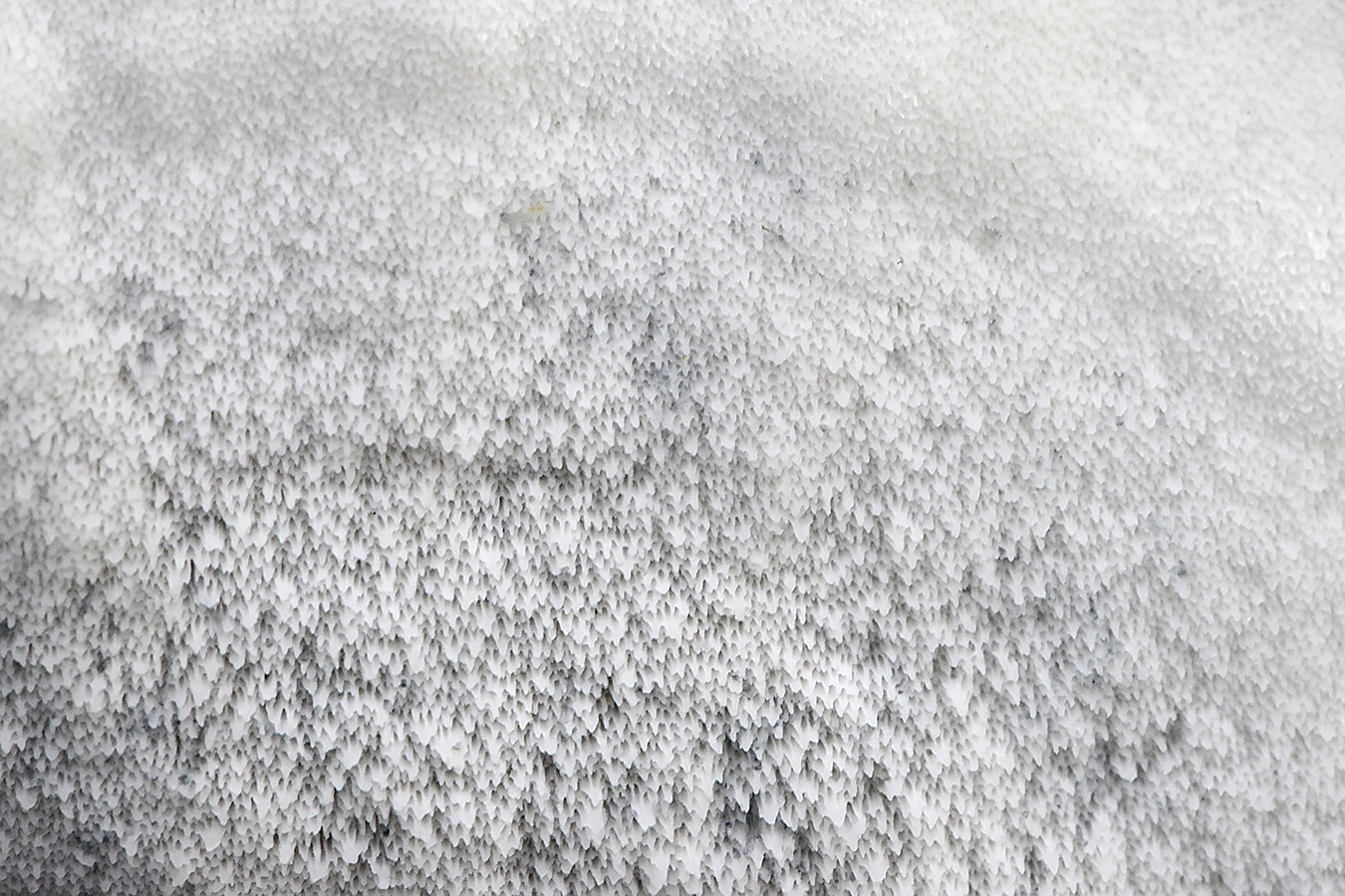 blauwe kaaszwam (cyanosporus caesius) 11-2024 1771