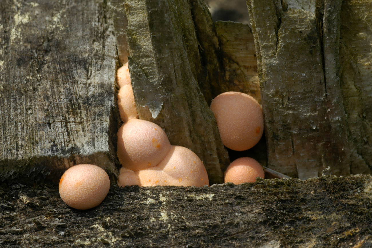 bloedweizwam (lycogala epidendrum) 8-2006 6635