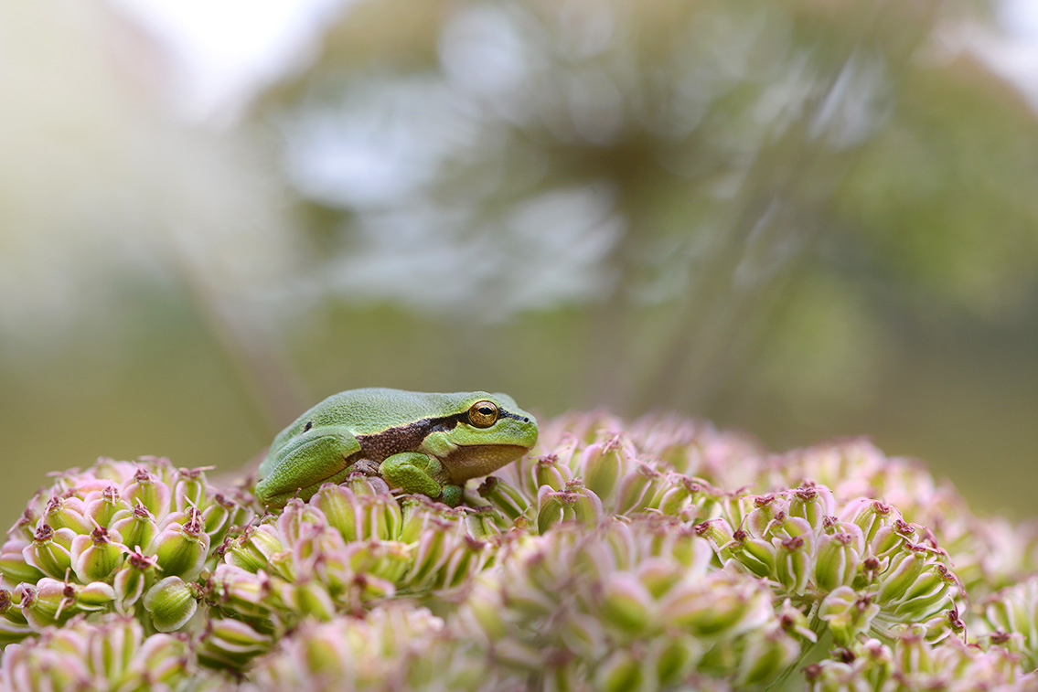 boomkikker (Hyla arborea) 8-2020 2251