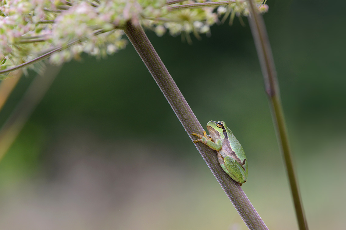 boomkikker (Hyla arborea) 8-2020 2295