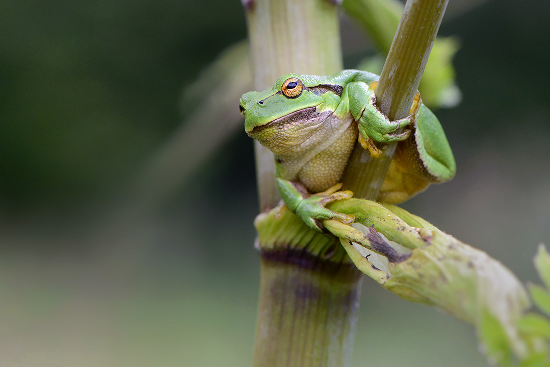 boomkikker (Hyla arborea) 8-2020 2437