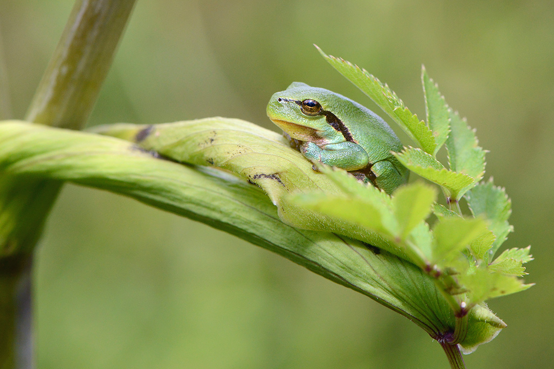 boomkikker (Hyla arborea) 8-2020 2466
