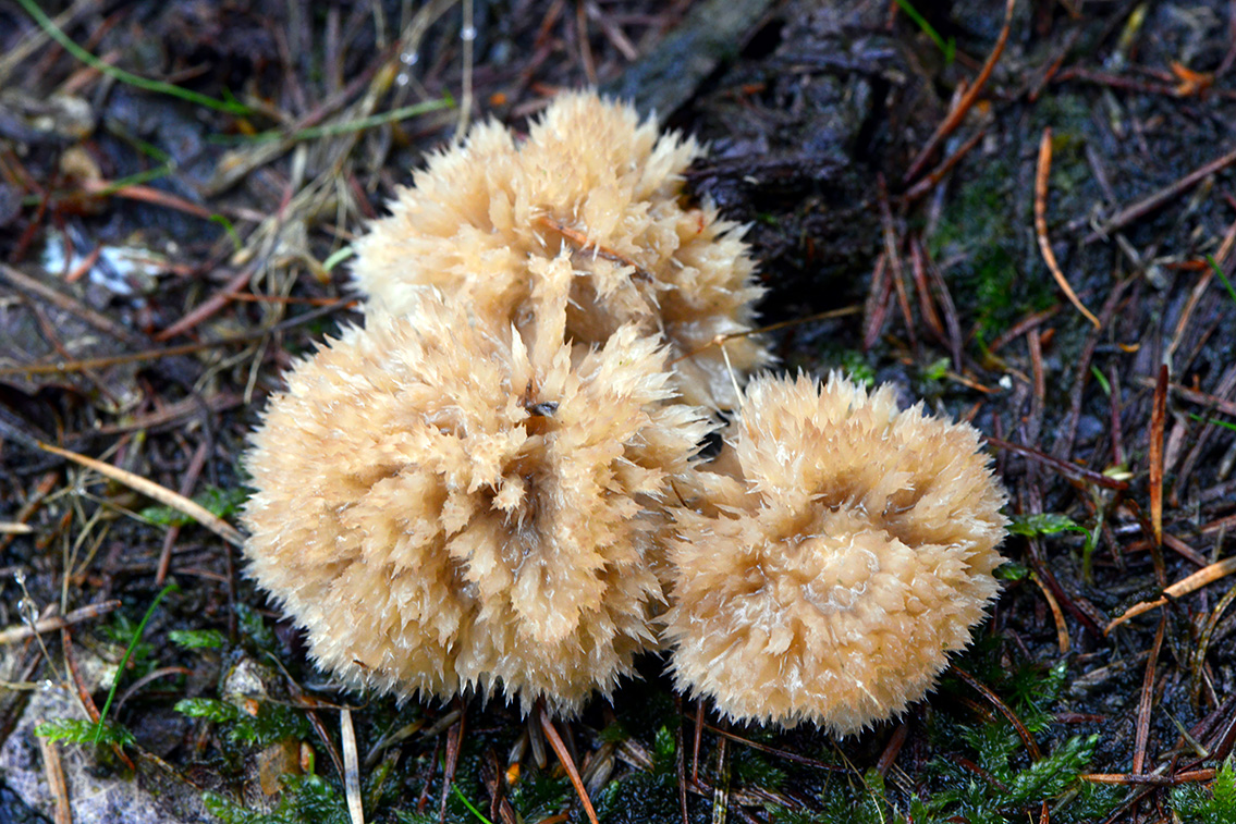 boompuist (Postia ptychogaster) 10-2020 3189