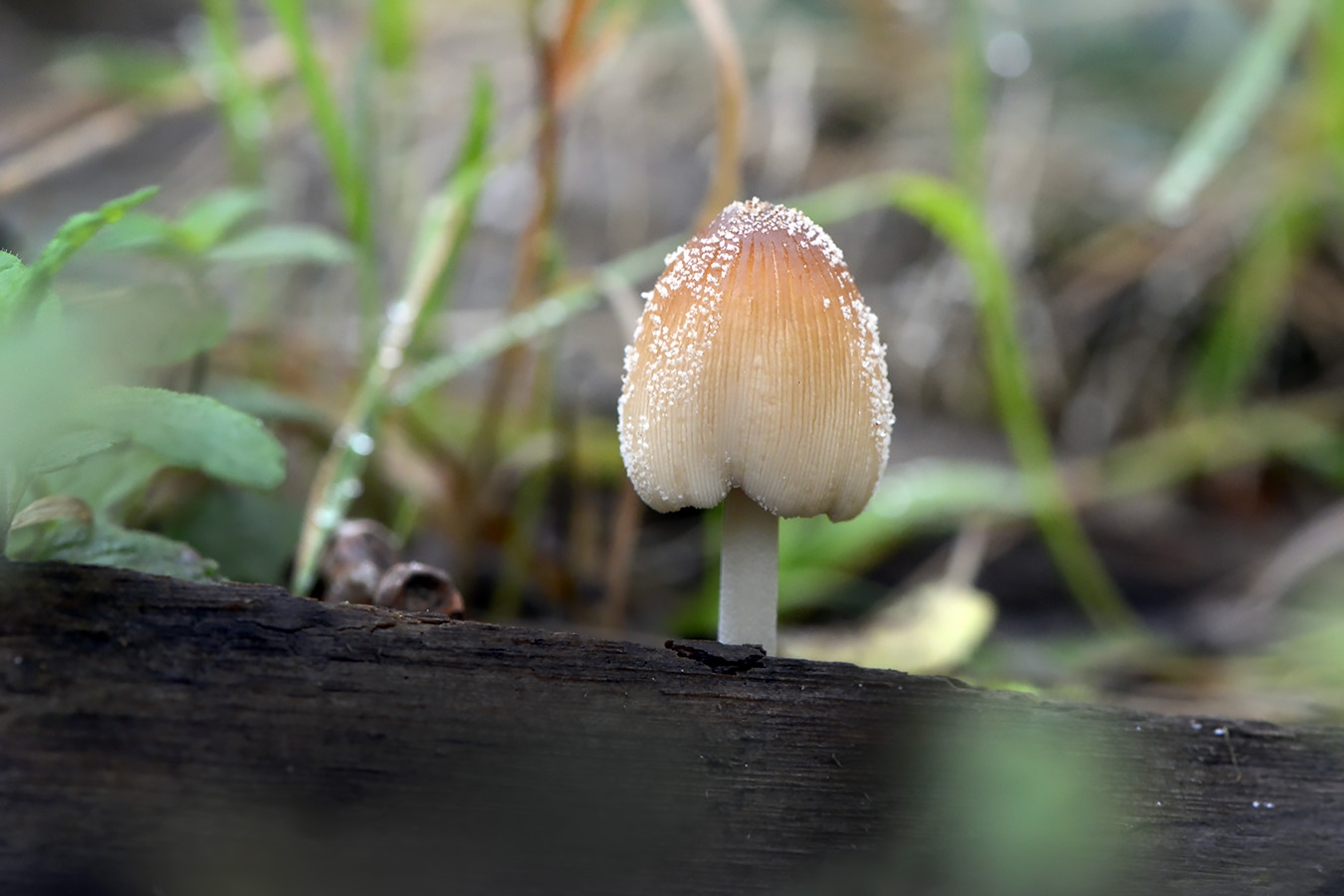 brandplekinktzwam (coprinellus angulatus) 10-2025 2156