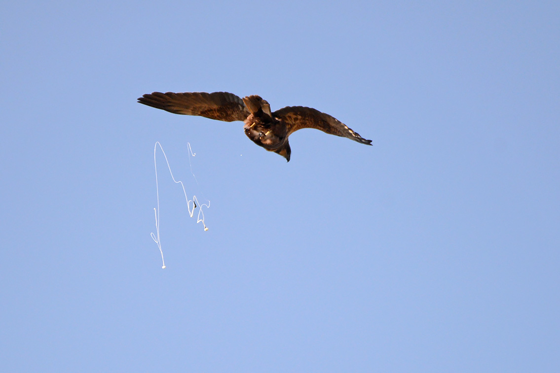 buizerd (Buteo buteo) 3-2021 6560