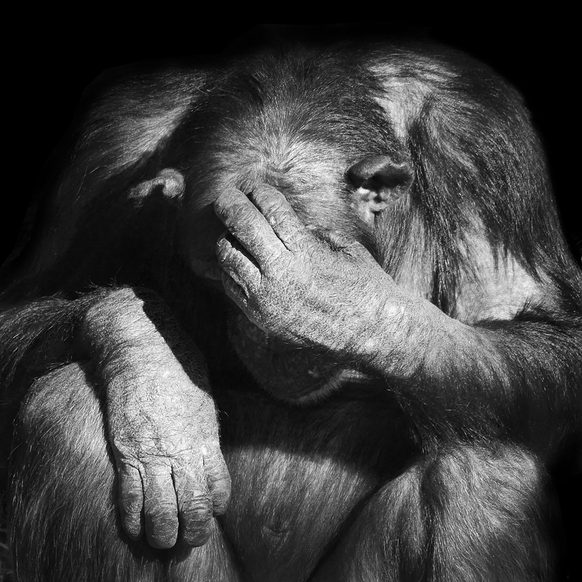 chimpansee gert-jan (pan troglodytes) 2-20236485