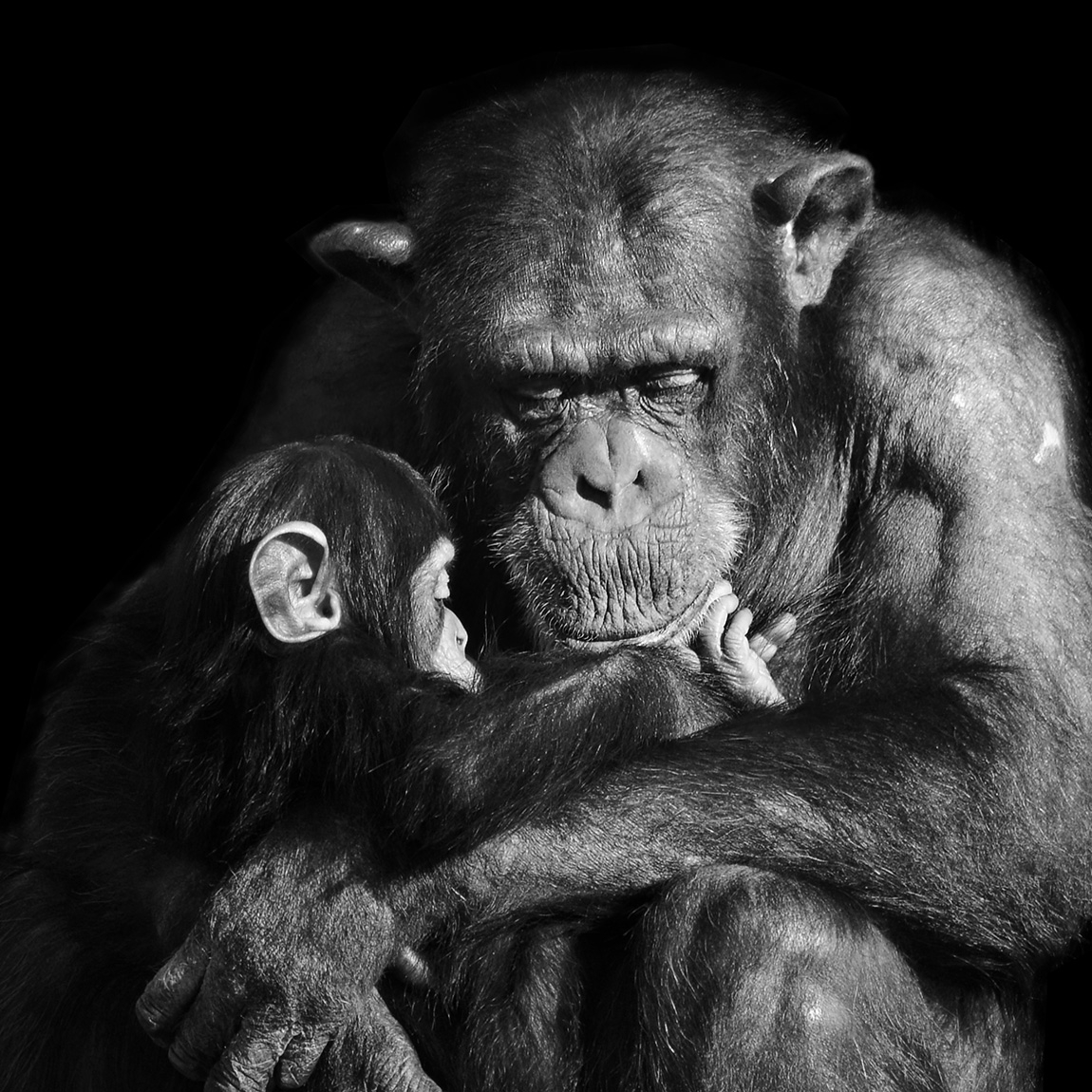 chimpansee moeder en kind 2-2023 6496