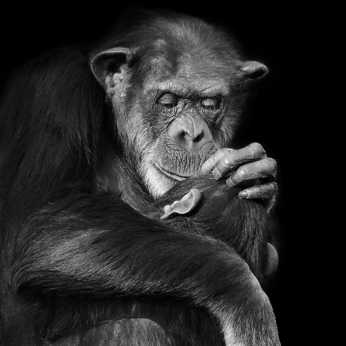 chimpansee moeder en kind 22-2023 5383-2