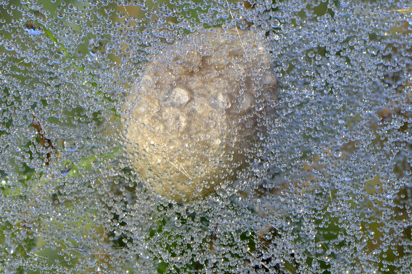 cocon wespspin 10-2024 1463