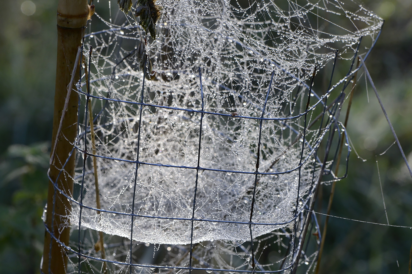 dauw in spinnenweb 10-2024 1462