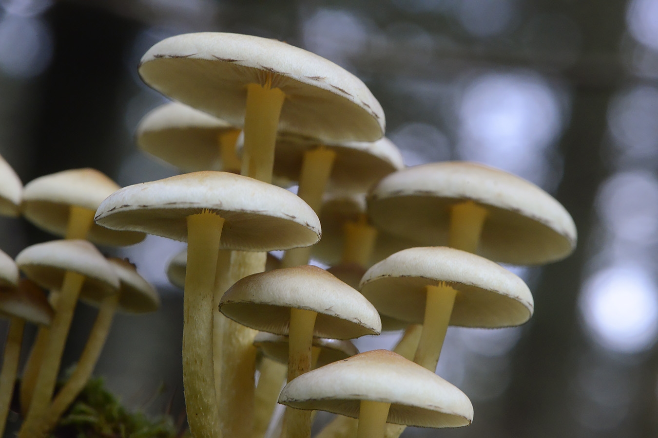 denne zwavelkop (hypholoma capnoides) 11-2024 1776