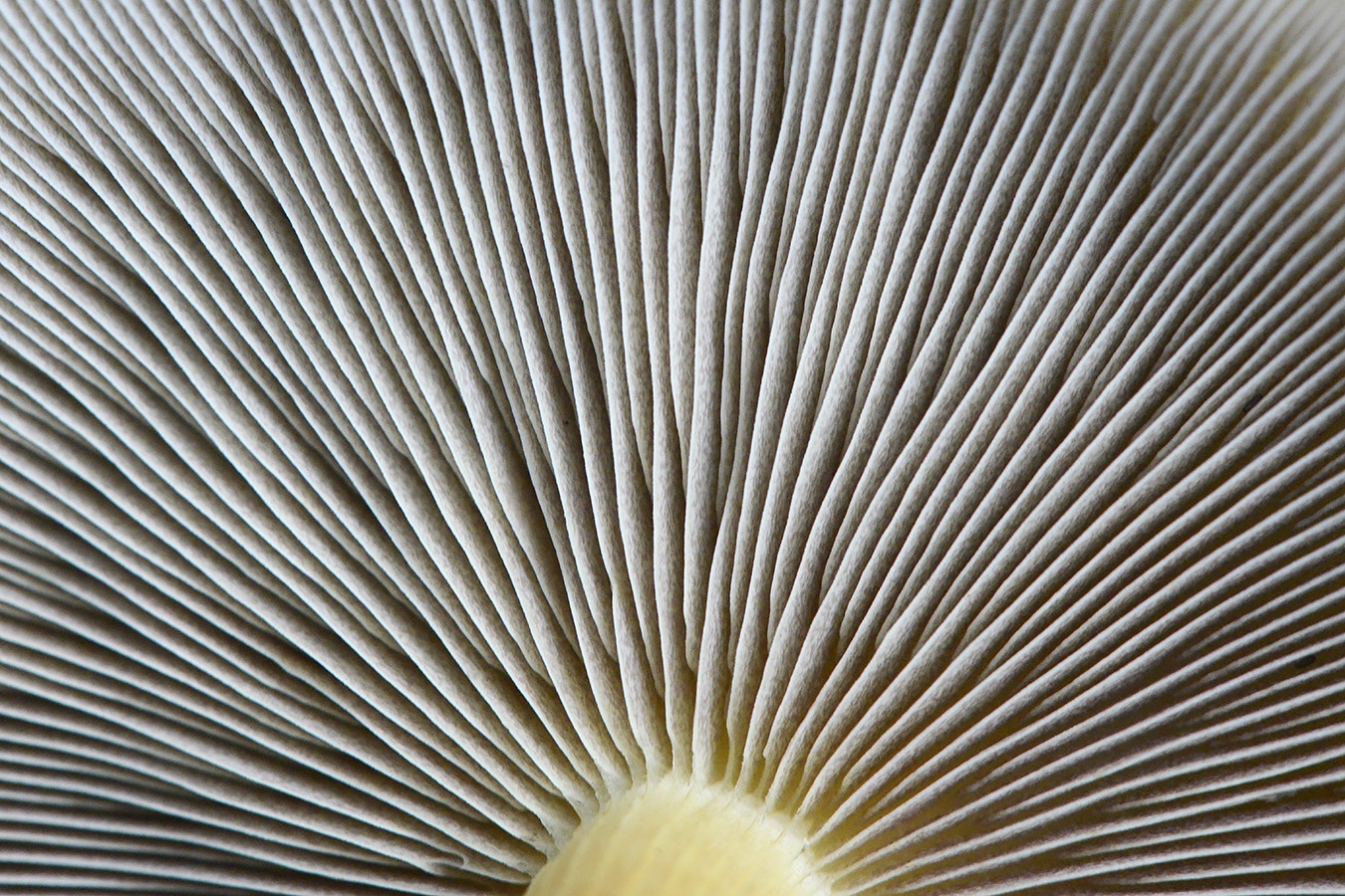 denne zwavelkop (hypholoma capnoides) 11-2024 1779