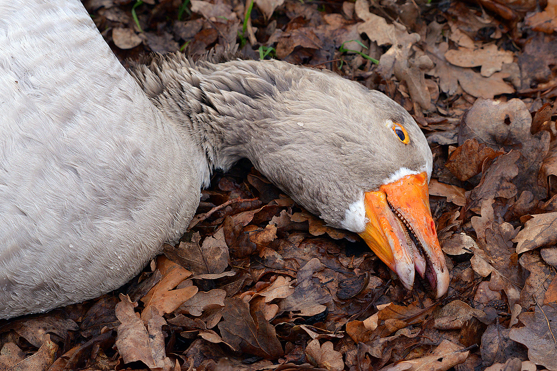 dode gans 3-2016 7751