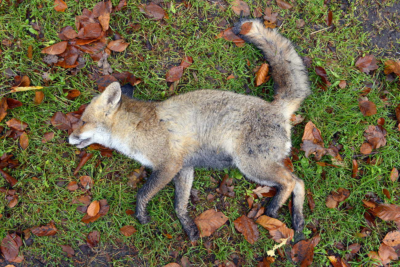 dode vos (vulpes vulpes) 12-2021 0760