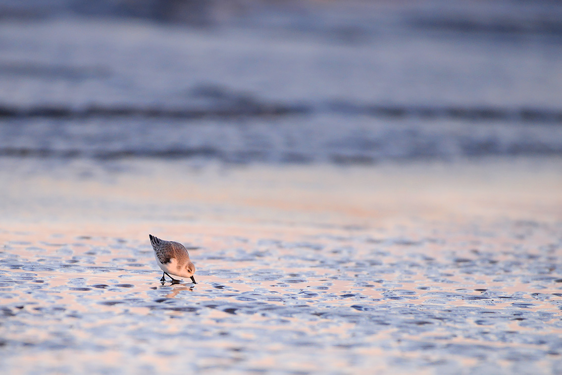 drieteenstrandloper (Calidris alba) 2-2019 7768