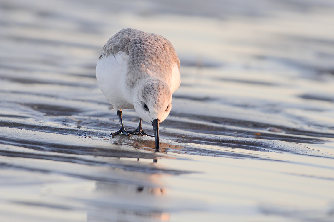 drieteenstrandloper (Calidris alba) 2-2019 7794