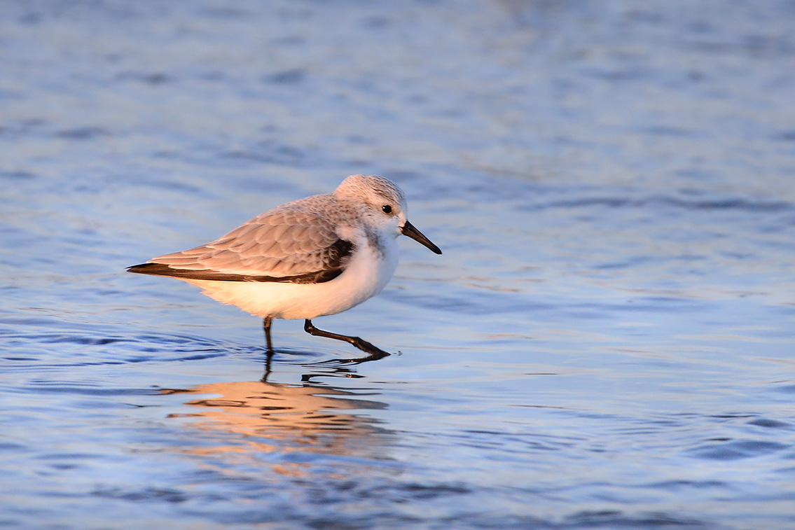 drieteenstrandloper (Calidris alba) 2-2019 7840