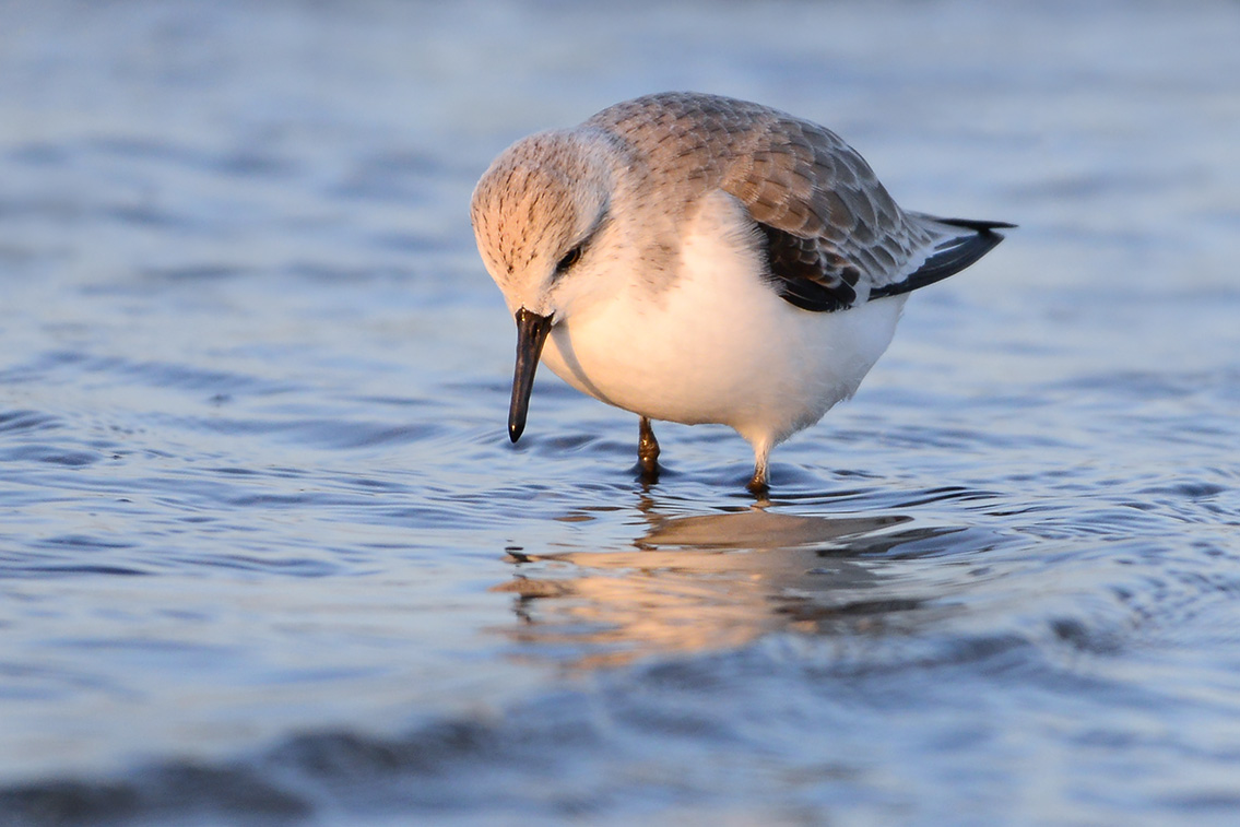 drieteenstrandloper (Calidris alba) 2-2019 7847