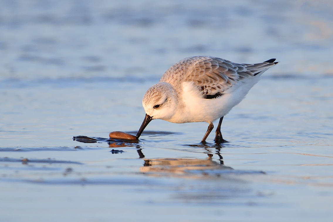 drieteenstrandloper (Calidris alba) 2-2019 7876
