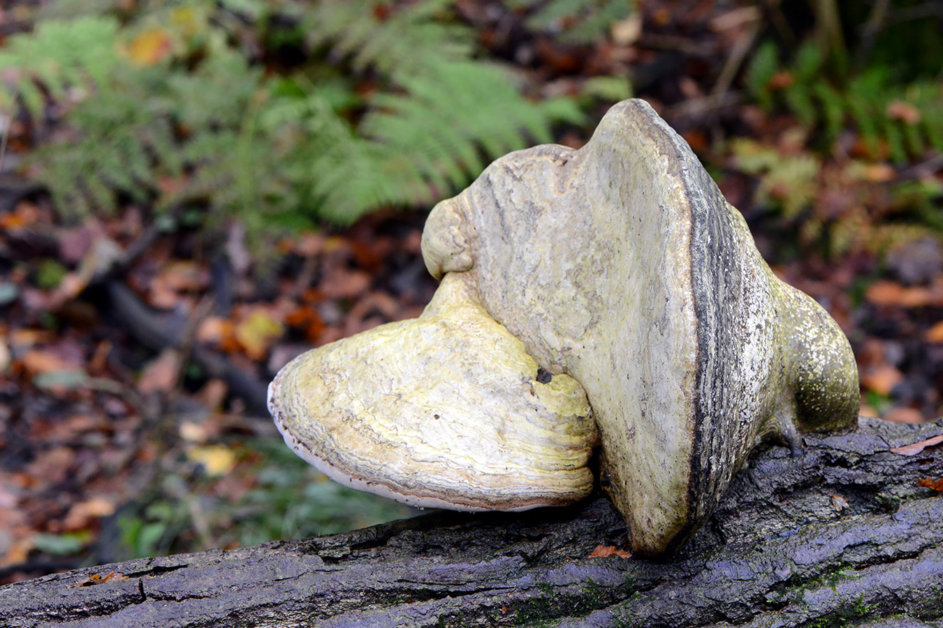 echte tonderzwam (fomes fomentarius 4-2019 0369
